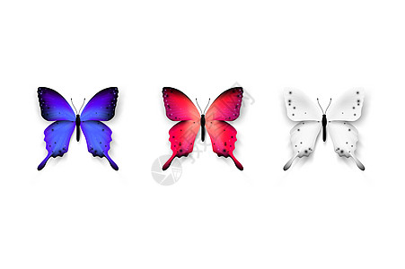 套五颜六色的蝴蝶 孤立在白色背景矢量图上 新潮设计元素蓝色热带婚礼生物学动物装饰漏洞艺术昆虫收藏图片