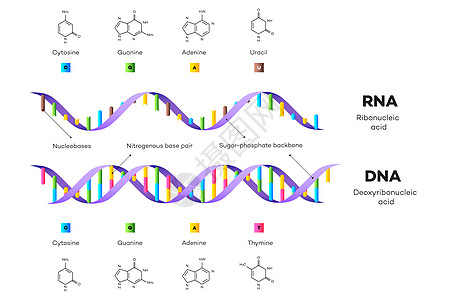 DNA 和 RNA 的分子结构 它制作图案教育信息图表学习基因螺旋解剖学实验室嘌呤插图生物学药品染色体图片