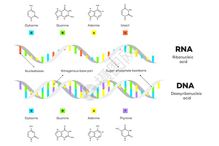 DNA 和 RNA 的分子结构 它制作图案教育信息图表染色体嘌呤基因化学插图解剖学科学螺旋生物学学习图片