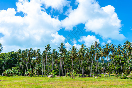 热带热带自然景观 棕榈林和蓝天空植物学旅行天空叶子种植园假期蓝色季节场景椰子图片