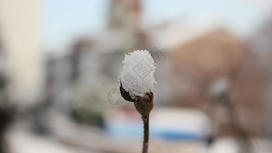 冬季降雪季节 植物叶上下雪公园药品雪花背景绿色植物叶子天气树叶灌木图片