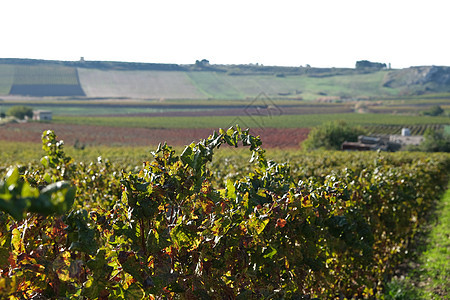 秋天在西西里意大利的葡萄园葡萄酒田图片