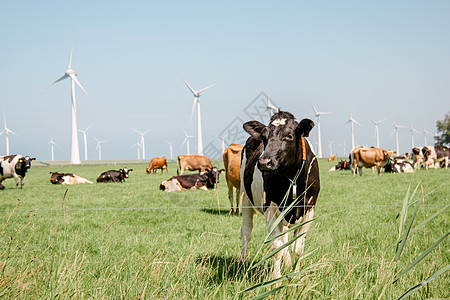 荷兰乌尔克岛绿草地草原上的荷兰褐牛和白牛与黑奶和白奶混合牛肉国家家畜农田蓝色天气好奇心哺乳动物阳光动物图片