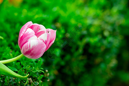 粉色花朵与模糊绿色背景隔绝图片