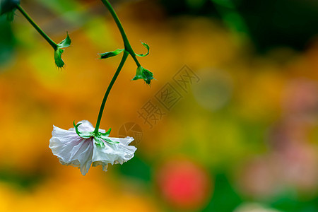 带有非常柔软模糊的黄色背景的孤立白花图片