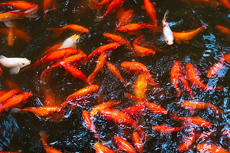 池塘里成群的日本红雕像 鱼作为室内装饰品水族馆花园游泳金鱼异国情调热带水池生活金子图片