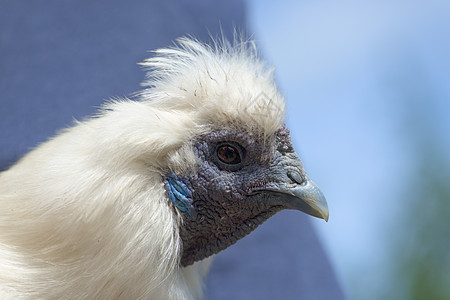 窑鸡超级特写白色丝绸鸡头肖像家畜季节母鸡羽毛晴天动物阳光蓝色硬化农场背景