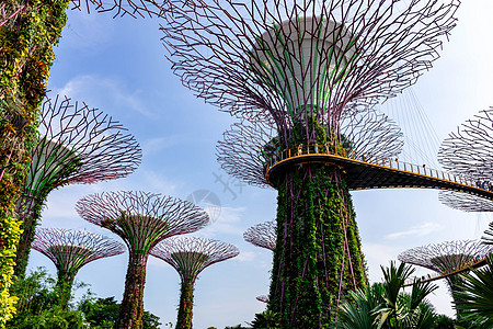 2018年10月12日 新加坡夏莫多湾森林建筑学游客码头市中心商业天空花园建筑树林图片