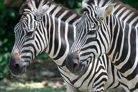 斑马在动物园吃东西时闭合镜头荒野团体黑色白色皮肤条纹野生动物动物哺乳动物公园图片