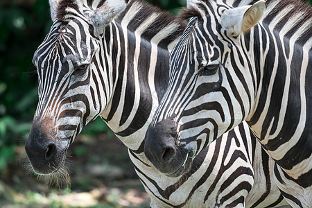 斑马在动物园吃东西时闭合镜头旅行动物条纹白色野生动物黑色公园团体哺乳动物皮肤图片