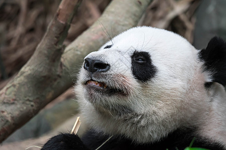 熊熊在吃竹子时紧紧地拍着毛皮荒野危害濒危动物园丛林树木热带旅游大熊猫图片