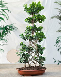 大尺寸的Ficus 邦赛人参雷图萨植物背景图片
