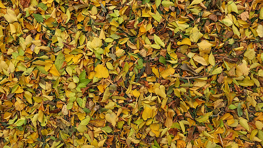 拼贴的美丽的秋天背景绿色的高清图片素材