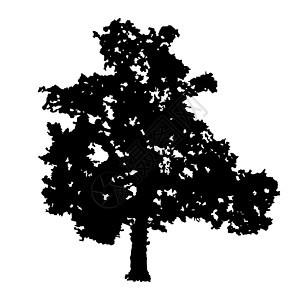 孤立在白色背景上的树剪影边界板栗阴影植物植物群木头花园桦木草图树干图片