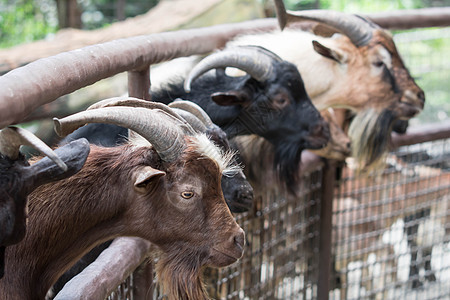 山羊头 小山羊正在吃蔬菜 小山羊在花园山羊农场的一个小型露天木制马厩里 旅游 旅游绿色动物乡村哺乳动物农场场地白色棕色草地野生动图片
