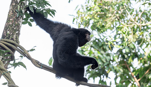 siamang 是一种树栖黑毛长臂猿 原产于印度尼西亚 马来西亚和泰国的森林 合体长臂猿是长臂猿中最大的一种 体型是其他长臂猿的图片