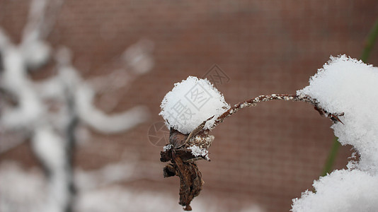 冬季降雪季节 植物叶上下雪灌木叶子天气药品绿色植物公园背景雪花树叶图片