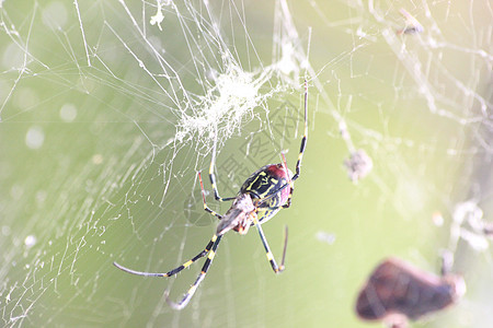有选择性地关注蜘蛛和蜘蛛的巨型网络的封闭视图陷阱捕食者野生动物狼蛛荒野森林昆虫头发宠物动物图片