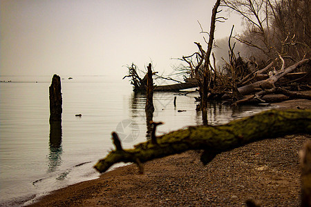 已经倒在Pleee海滩上的大树风化波浪蓝色分支机构海岸浮木环境森林日落木头图片