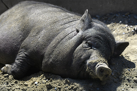中午有一只越南黑猪躺在地上 野猪静静地在农场休息图片