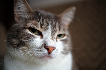 一只白胸灰猫的肖像 聪明高贵的宠物给摄像机摆姿势朋友沉思眼睛头发鼻子动物耳朵哺乳动物冒充毛皮图片