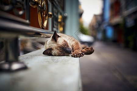 猫咪在街上睡觉背景图片