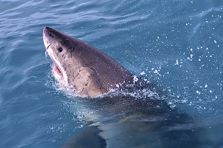 野生野生动物栖息地食肉力量鲨鱼肉食性捕食者自然保护动物学动物群观鲨图片