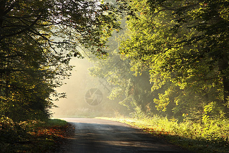 黎明时秋林阳光旅游橡木旅行小路大路季节树木环境日出图片