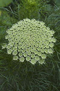 野胡萝卜花的贴近画面伞形生物学植物主教花朵园艺鸟巢被子植物群植物学背景