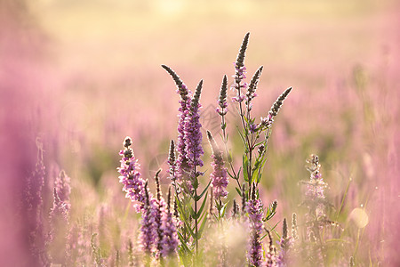 松开螺旋草地日落植物生长香气宏观野花紫色花粉花瓣图片