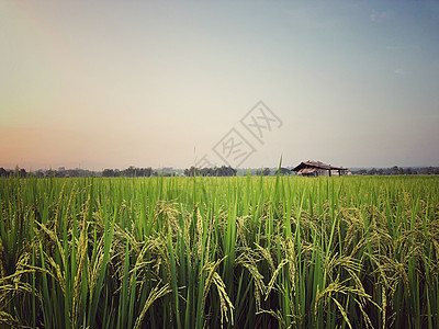 美丽的绿稻田和大米之耳 特写田里的稻米农村树叶食物植物季节谷物场地农业植物群花园图片