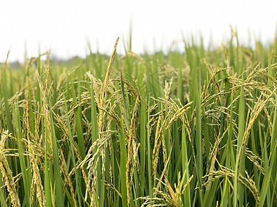 美丽的绿稻田和大米之耳 特写田里的稻米地球季节农场场地树叶农家叶子收成植物谷物图片