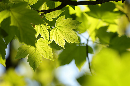 Sycamore 树叶季节生活枝条森林梧桐树植物群晴天树木叶子公园图片