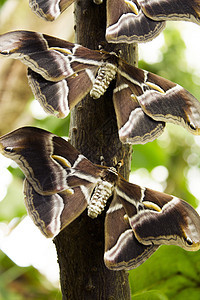 飞蛾蝴蝶在一棵树上君主背景漏洞昆虫宏观橙子白色动物花卉翅膀图片