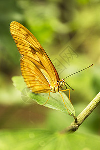 翅膀闭合的达亚乌利亚蝴蝶动物野生动物昆虫学昆虫鳞翅目橙子生物学叶子植物宏观图片