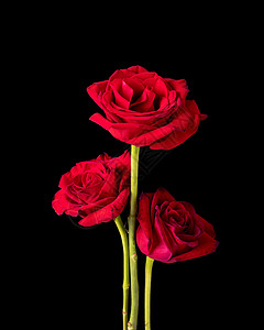 黑人美容玫瑰三组织背景图片