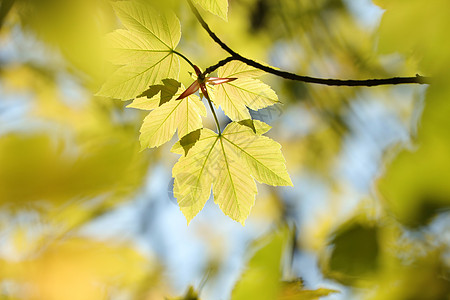 Sycamore 树叶活力公园枝条梧桐树环境植被植物群阳光叶子宏观图片