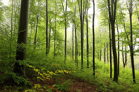 森林山毛榉橡木旅行桤木植物薄雾树林植物群环境植被图片