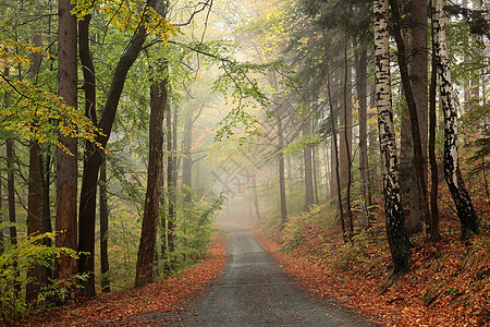 丝雾眉米丝秋林人行道胡同旅行大路季节树叶小路桤木树木途径背景