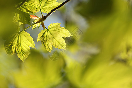 Sycamore 树叶活力环境枝条生活植物群梧桐树森林公园阳光季节图片