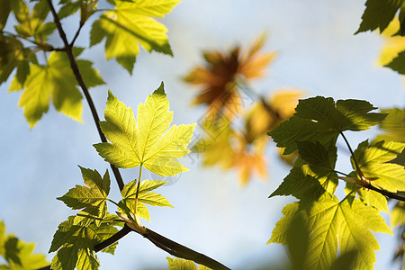 Sycamore 树叶季节墙纸环境活力植被公园枝条梧桐树宏观生长图片