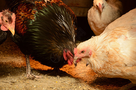 鸡窝里面动物家禽家畜农家院母鸡团体谷仓公鸡庇护所食物图片