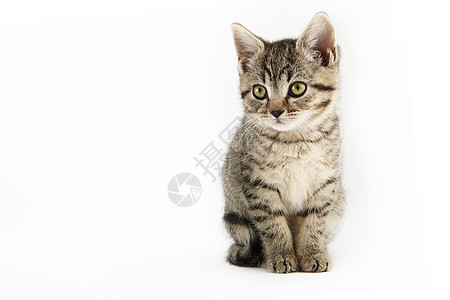小塔比欧洲短毛小猫小动物摄影动物猫科家猫条纹家畜食肉水平宠物图片