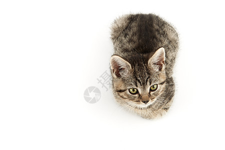 小塔比欧洲短毛小猫条纹小动物食肉家猫摄影猫科动物水平纯种猫家畜图片