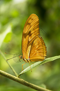 翅膀闭合的达亚乌利亚蝴蝶宏观野生动物鳞翅目仙女花园植物昆虫热带生物学橙子图片