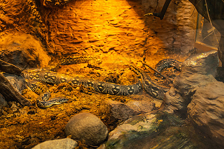 长长的大型蛇 坐落在加热梯体中图片