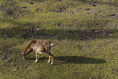 在大绿地上行走的年轻木瓜动物群环境绿地荒野动物园场地公园哺乳动物盘羊野生动物图片