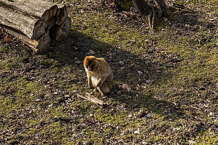 坐在干草和叶子上的马卡卡锡尔瓦努斯动物群公园森林动物园勘探野生动物荒野哺乳动物猕猴动物图片