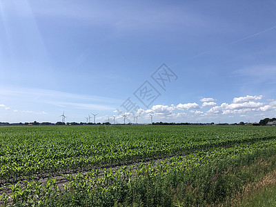 Rheezerveen周围的农田风景全景森林图片