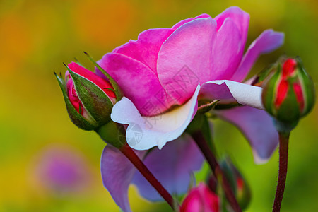 花园的粉红色玫瑰花 在春天紧贴图片